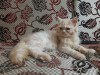 Pure Sami punchface female Persian cat